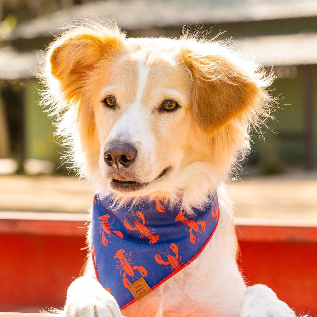 Catch if the Day dog Bandana